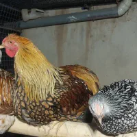 تخم نطفه دار و جوجه برهما .ویاندوت و گلین