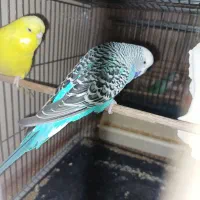 مرغ عشق انگلیسی نر گرید A