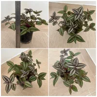 انواع گل و گیاه خاص|گل و گیاه طبیعی|مراغه, |دیوار