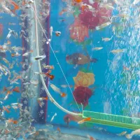 ماهی کپی میکس