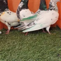 کبوتر پاکستانی دو جفت ساعت بالا بشرط