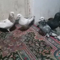 کبوتر دورک تک پر رنگی طوقی|پرنده|رامیان, |دیوار