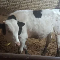 گوساله سیمنتال نر