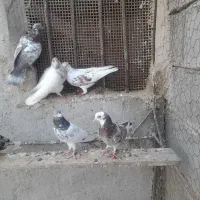 کبوتر پرشی|پرنده|میناب, |دیوار