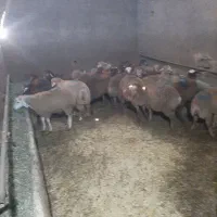 گوسفند زندهو بزغاله چاق بامر غ خروس در تهران کرج|حیوانات مزرعه|تهران, وردآورد|دیوار