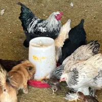 تخم برهما موجود هست|حیوانات مزرعه|مرودشت, فیروزی|دیوار