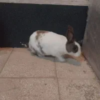 یک عدد خرگوش ماده