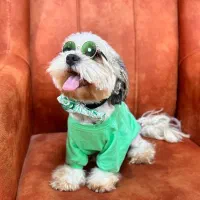 واگذاری شیتزو اصیل و زیبا