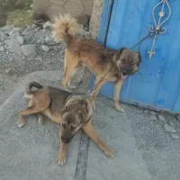 سگ ذات قدیم نر