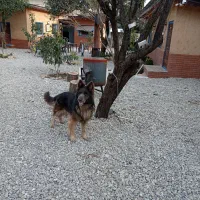 ژرمن شولاین