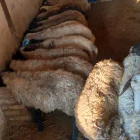 میش آبستن