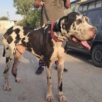 گریت دین گارد انگلستانی