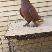 کفتر|پرنده|شیراز, شیشه‌گری|دیوار