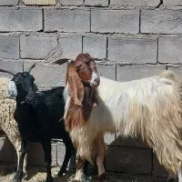 نربزچاق جوان