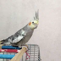 عروس هلندی ماده