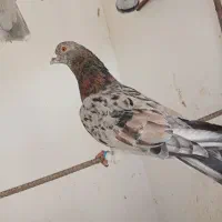 سار سرور قلدور|پرنده|مشهد, بهاران|دیوار