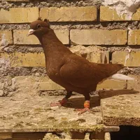 ماده دمسفید|پرنده|شوشتر, |دیوار