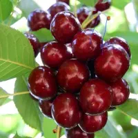 نهال گیلاس بینگ آمریکایی ،درخت گیلاس در نهالستان|گل و گیاه طبیعی|مشهد, خواجه ربیع|دیوار