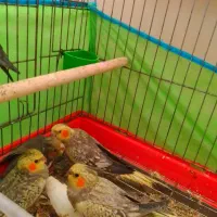 عروس هلندی سالم سرحال