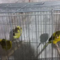 قناری نر رسمی بلند|پرنده|اراک, |دیوار