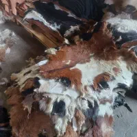 خرید و فروش پوست خام گوسفند و بز و گاو