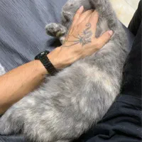 گربه اسکاتیش ماده|گربه|بابلسر, |دیوار