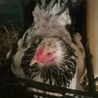 مرغ کرچ برهما