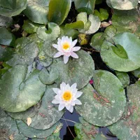 باغ تالار پذیرایی نامزدی عقد تولد مهمانی|خدمات پذیرایی، مراسم|قرچک, شهرک طلائیه|دیوار