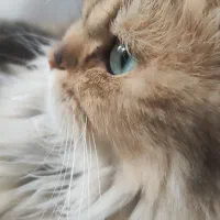 واگزاری ف ر و ش گربه بیریتیش بلک گلد نر با وسایلاس|گربه|قم, آزادگان|دیوار