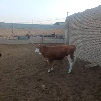 گوساله ماده سیمینتال فروشی