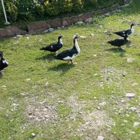 فروش اردک روسی|حیوانات مزرعه|چمستان, |دیوار