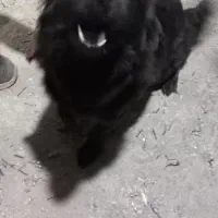 سگ پامر روباهی|سگ|باقرشهر, |دیوار