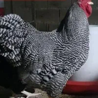 تخم نطفه دار آمروک درجه یک با کیفیت تضمینی