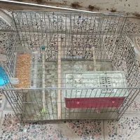 قفس پرنده و ملزومات|لوازم جانبی حیوانات|کرمانشاه, |دیوار