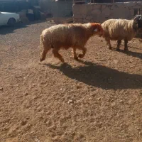 یک راس کوه تخمی|حیوانات مزرعه|اندیکا, |دیوار