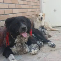 نرولاس روزگاری فی ۴۰