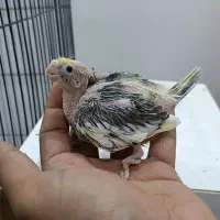 عروس هلندی با جوجه|پرنده|زابل, |دیوار