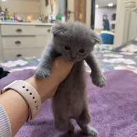 گربه اسکاتیش بلو اشرافی|گربه|آمل, |دیوار