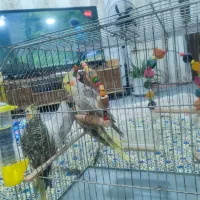 فروش عروس هلندی سیامون