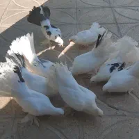 کبوتر|پرنده|آباده, |دیوار