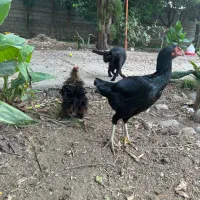 مرغ لاری یه تیغ مشکی و سفید تخم گزار