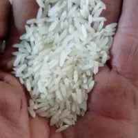 برنج مازندران اصل مستقیم از کارخانه