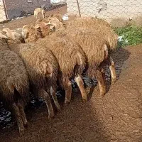 بره ماده15راس همه قوچ گرفته مغان فومن جفتی55میلیون