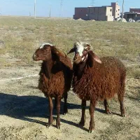 بره قرمز بختیاری ترکمنی درشت|حیوانات مزرعه|گنبد کاووس, |دیوار