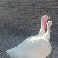 بوقلمون|حیوانات مزرعه|نهبندان, |دیوار