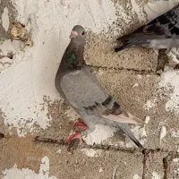 جوجه پلاکی درجه 1