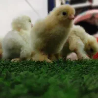 جوجه برهما اصیل|حیوانات مزرعه|گرگان, |دیوار