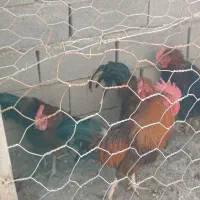 ۶عدد خروس محلی