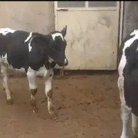 گوساله شیری قطع شیر موجود