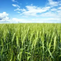 دو هکتار اجاره زمین کشاورزی در روستای کرد|اجارهٔ دفتر صنعتی، کشاورزی، تجاری|آق قلا, |دیوار